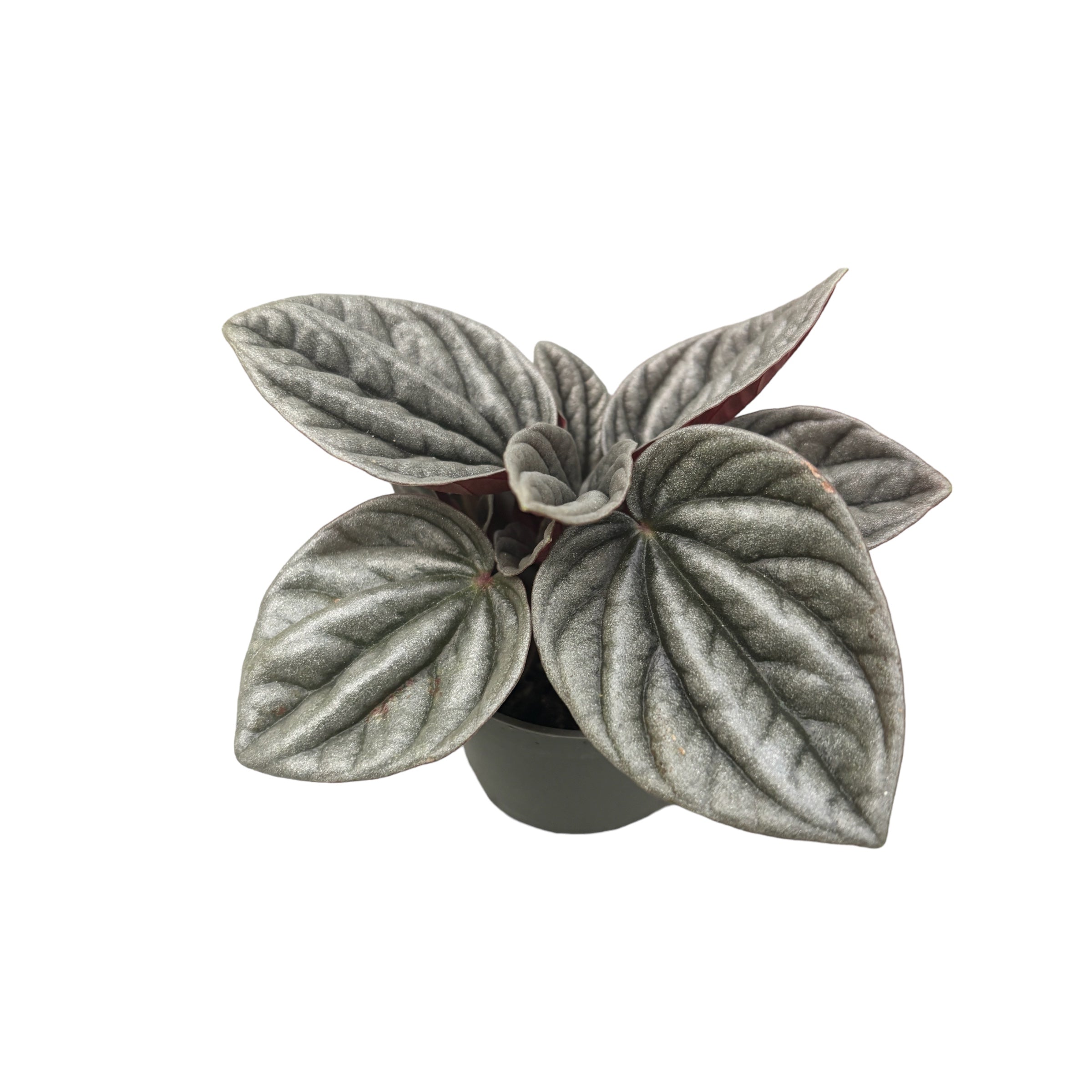 Peperomia caperata 'Sunrise' (babyplant)