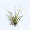 Tillandsia rectifolia - vzdušná rastlina so strieborným lístím a jemnými ružovo-fialovými kvetmi
