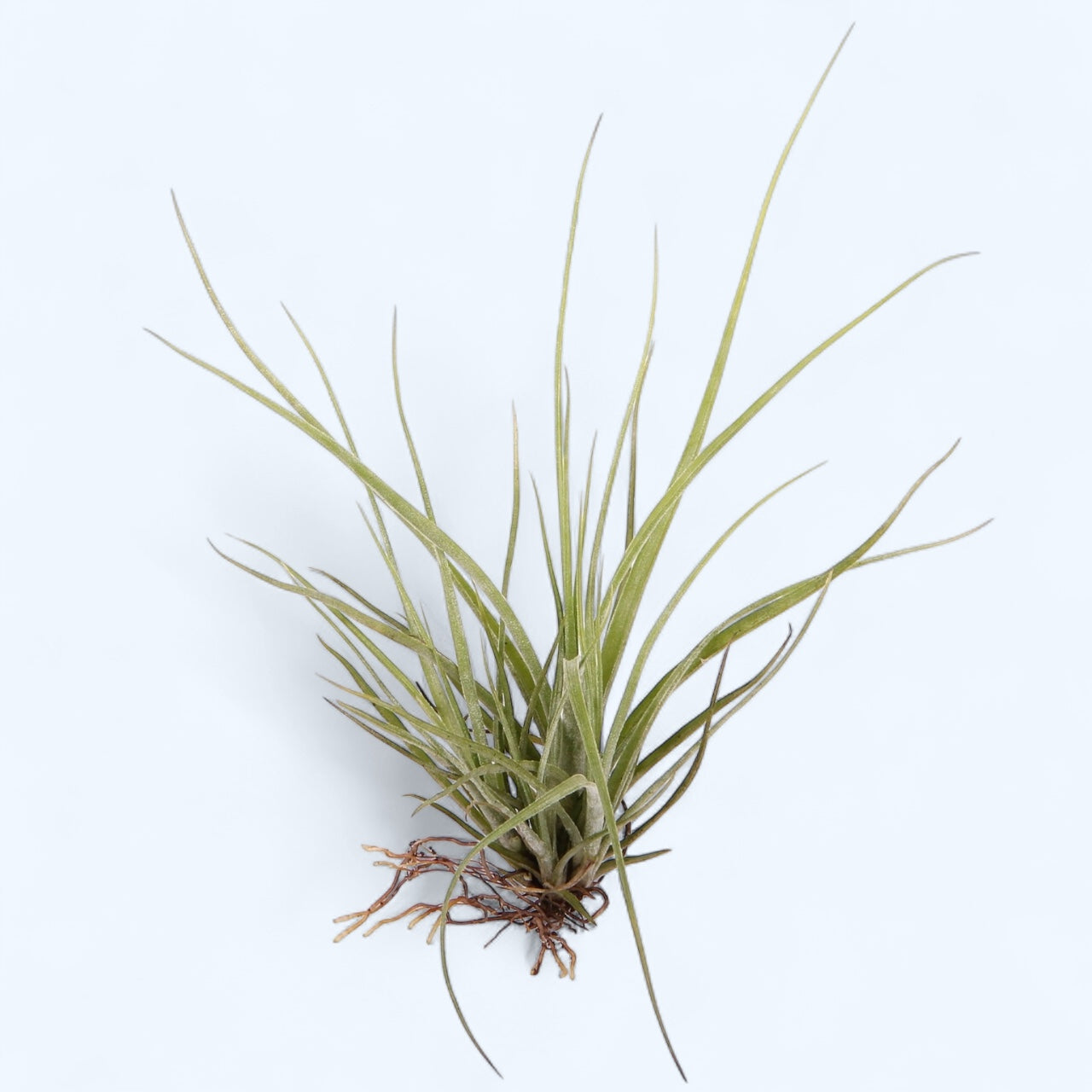 Tillandsia rectifolia - planta aeriana cu frunzis argintiu si flori roz-violet delicate
