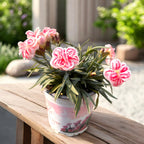 Dianthus ‘Raspberry Eye’ – garofita cu flori parfumate, bicolore,