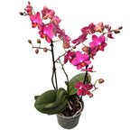 Phalaenopsis Secret Fragrance (Aromio Floral) flori intens parfumate