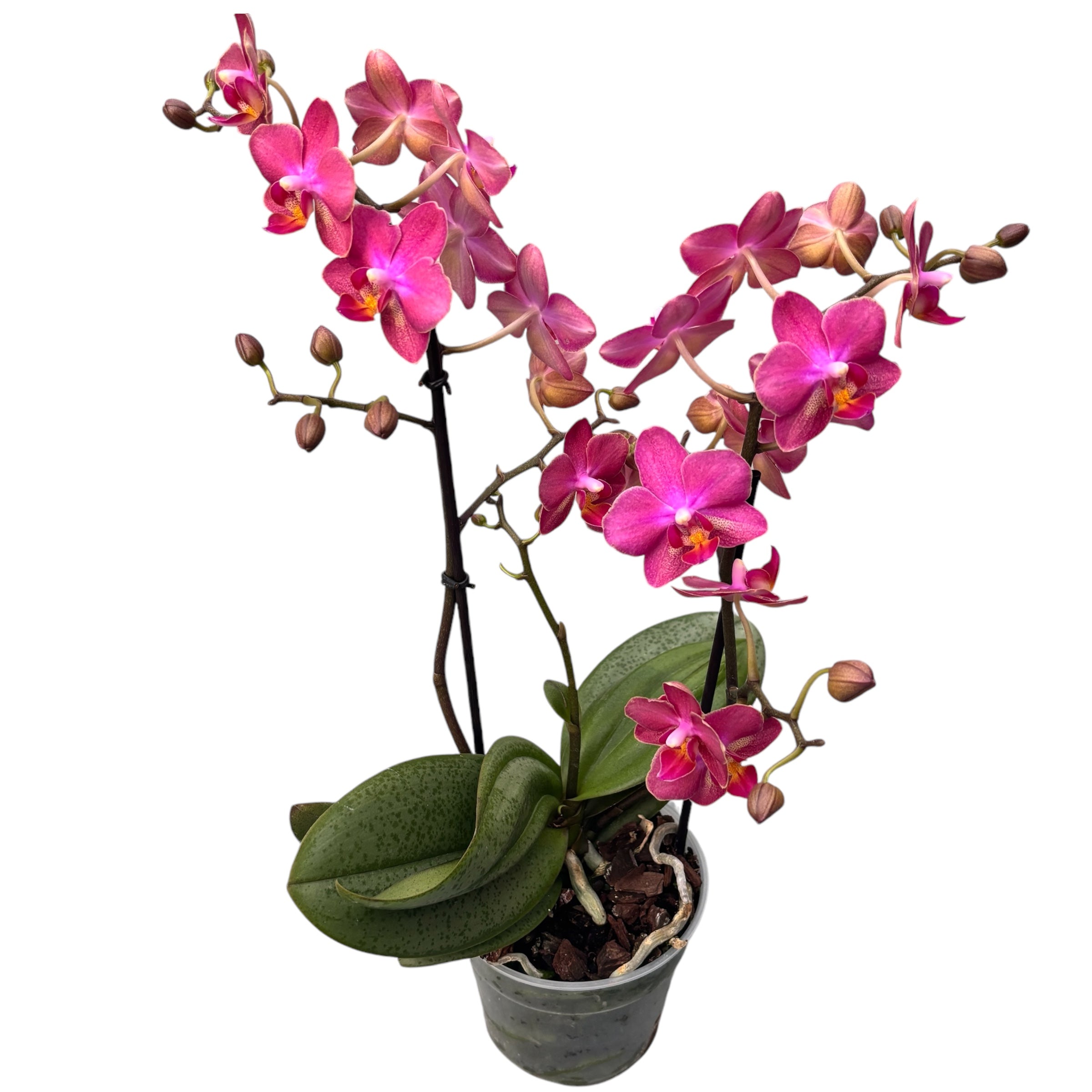 Phalaenopsis Secret Fragrance (Aromio Floral) intensiv duftende Blumen