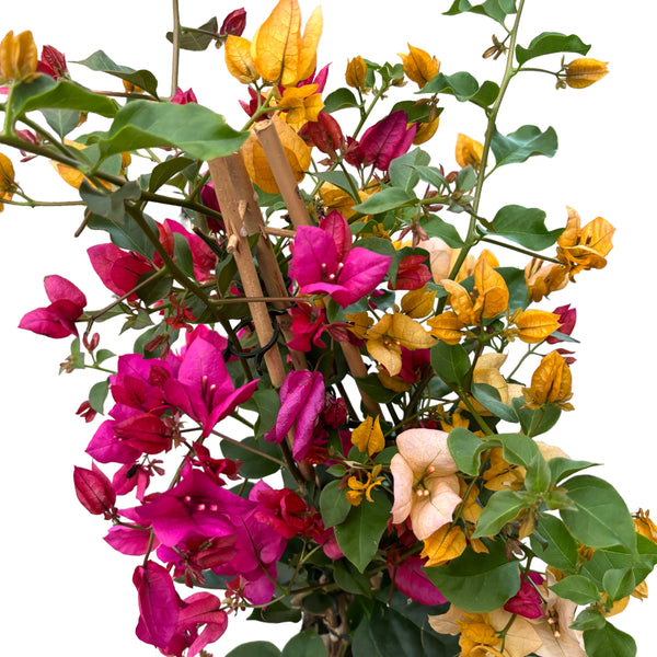 Bougainvillea - the paper flower (2 colors/pot)