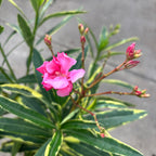 Λεάνδρος με διπλά ροζ άνθη, φύλλα ποικιλόχρωμα - δείγματα XL