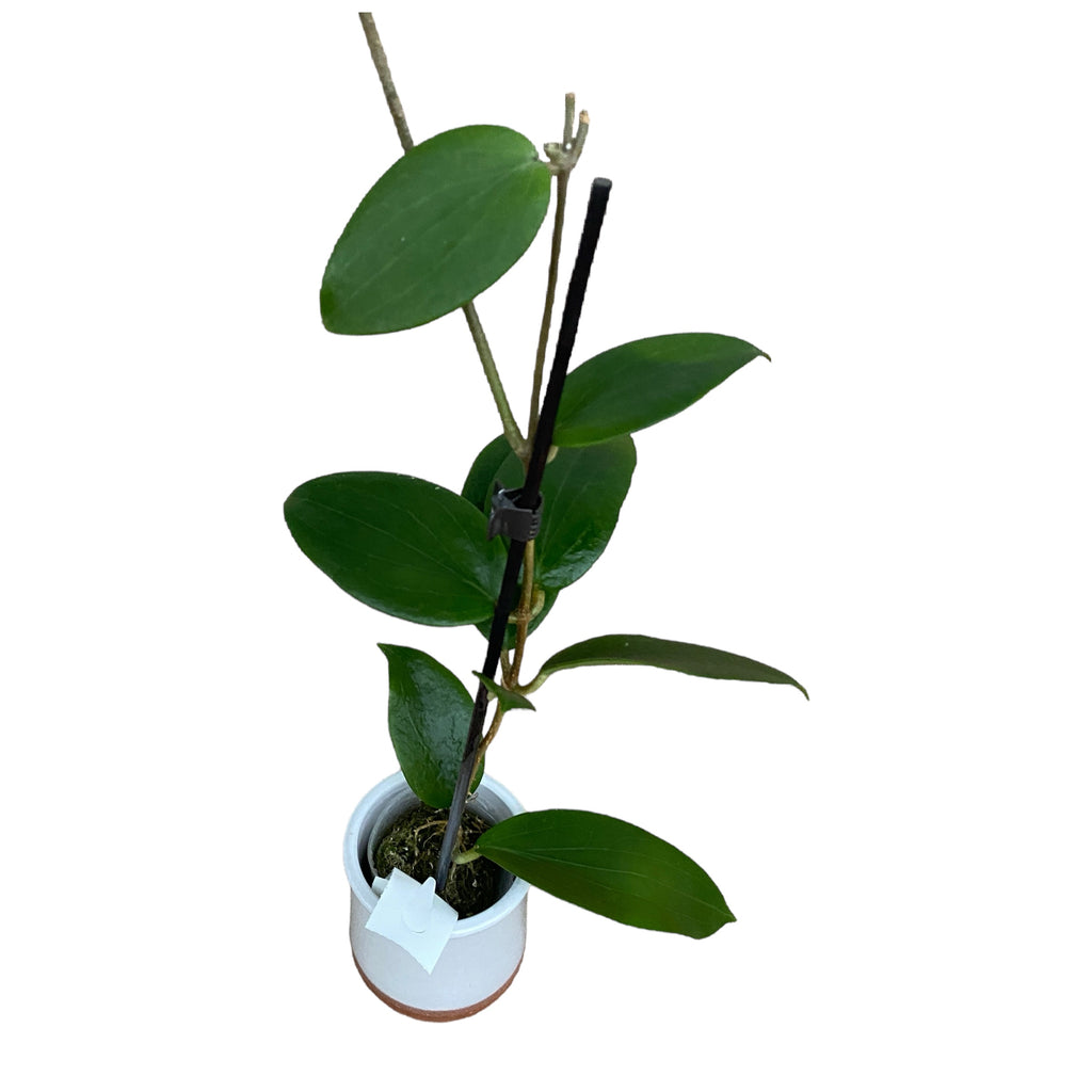 Hoya aldrichii - duftende Blüten