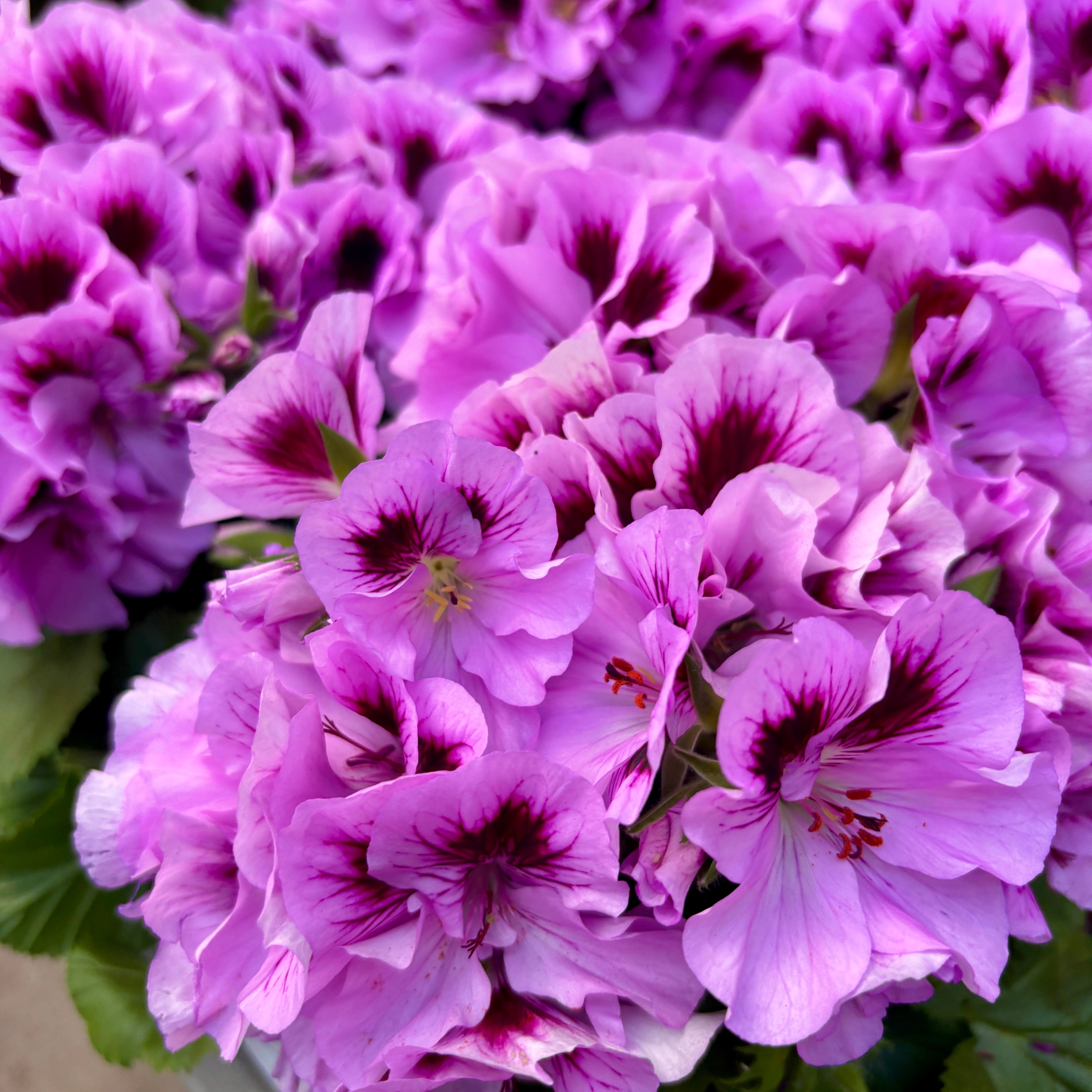 Pelargonium Grandiflorum 'Cynthia' (angol muskátli)