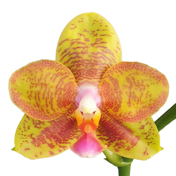 Phalaenopsis Tong Yi Yu Shiou 