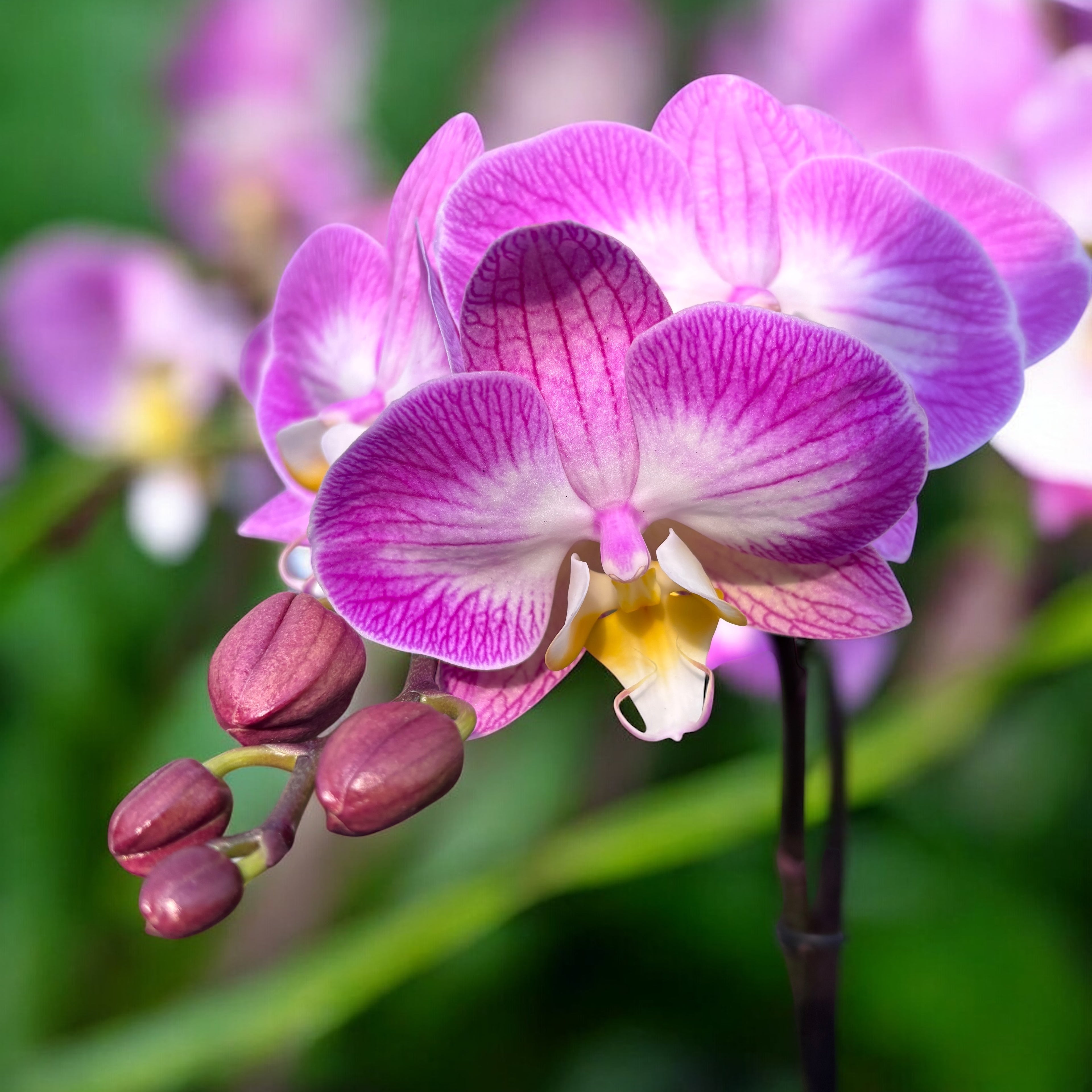 Phalaenopsis ‘Split’ (Free Spirit Pink) - orchidée à tige ramifiée et fleurs roses de conte de fées