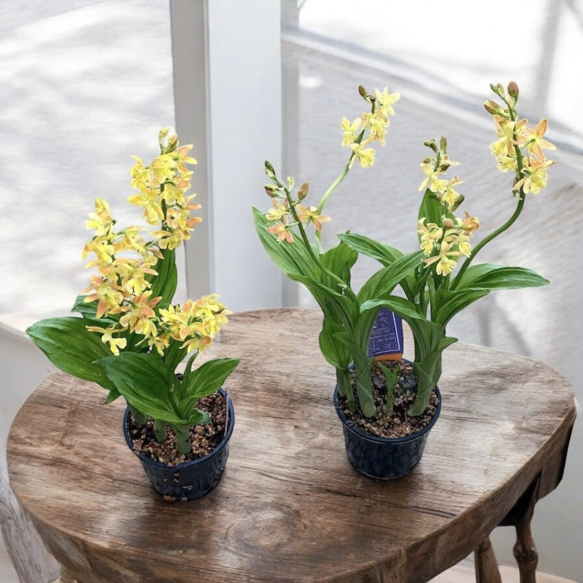 Calanthe 'Orange Star' (orhidee de gradina) *parfumata