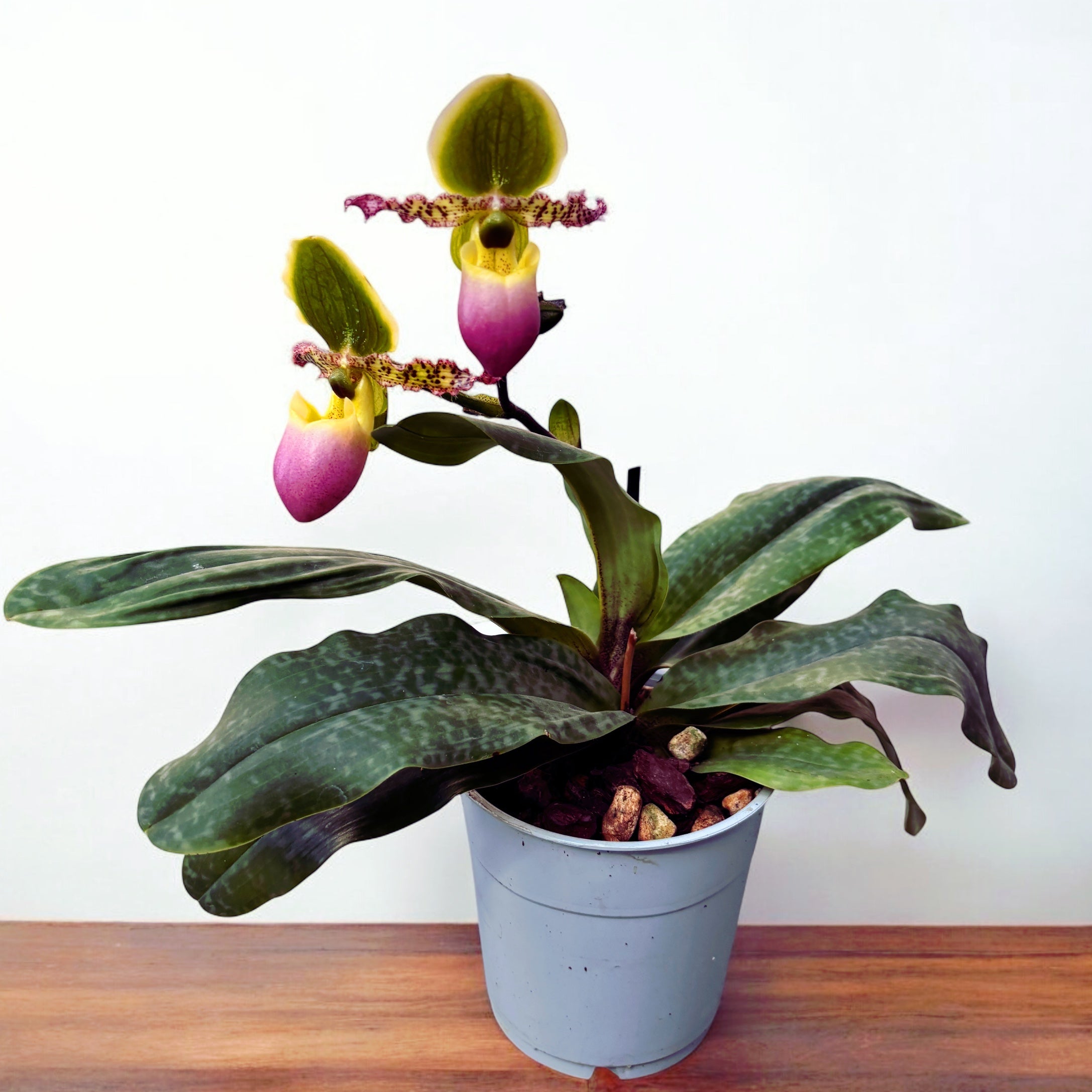 Paphiopedilum Pinocchio (glaucophyllum x primulinum) secvential/multiflower