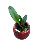 Rlc. Duh's White 'Peppa Pig' - flori mari, parfum puternic