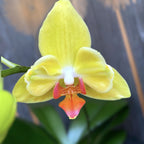 Phalaenopsis Fuller's Sunset '646' (peloric)