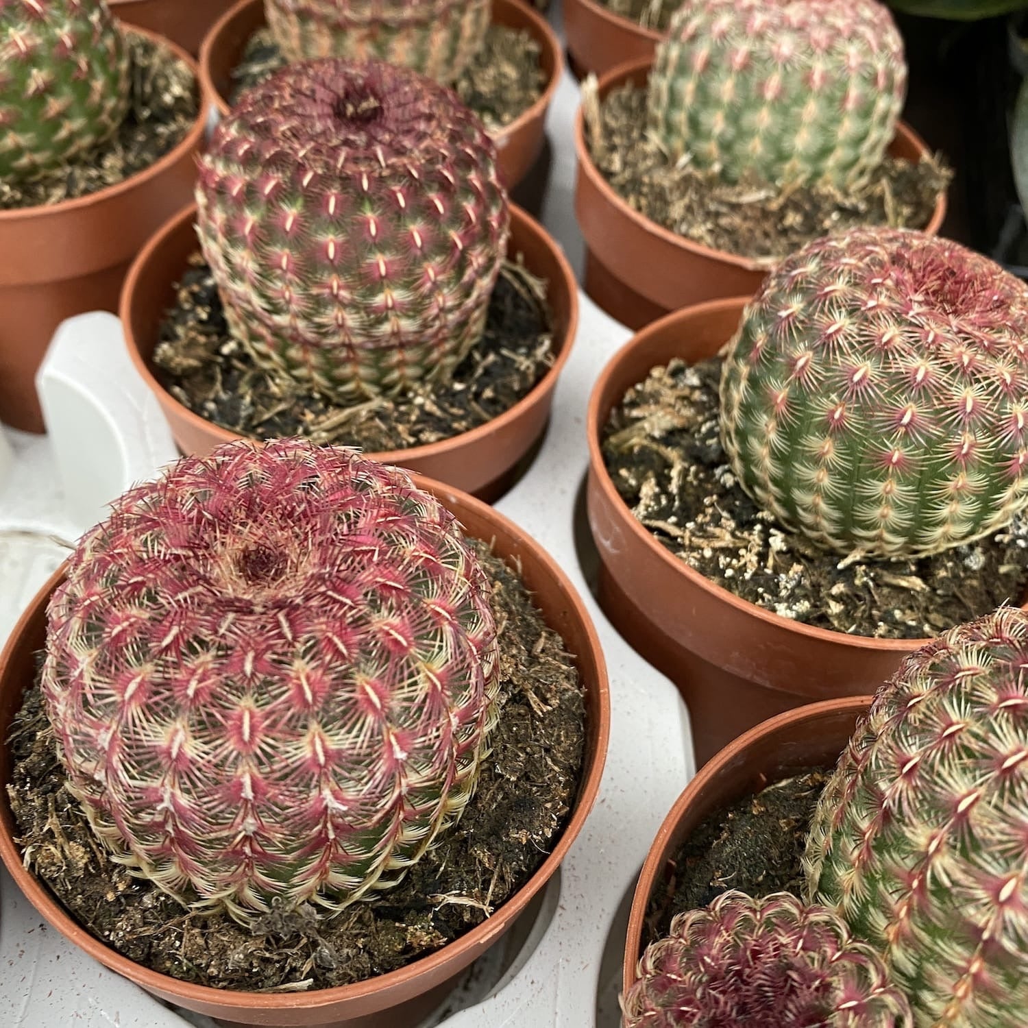Red-Spined Rainbow Cactus (Echinocereus Rigidissimus var. Rubispinus)