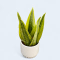 Sansevieria ‘Jamaiquina Queen’ Variegata – királyi elegancia tarka lombbal bármely belső térhez