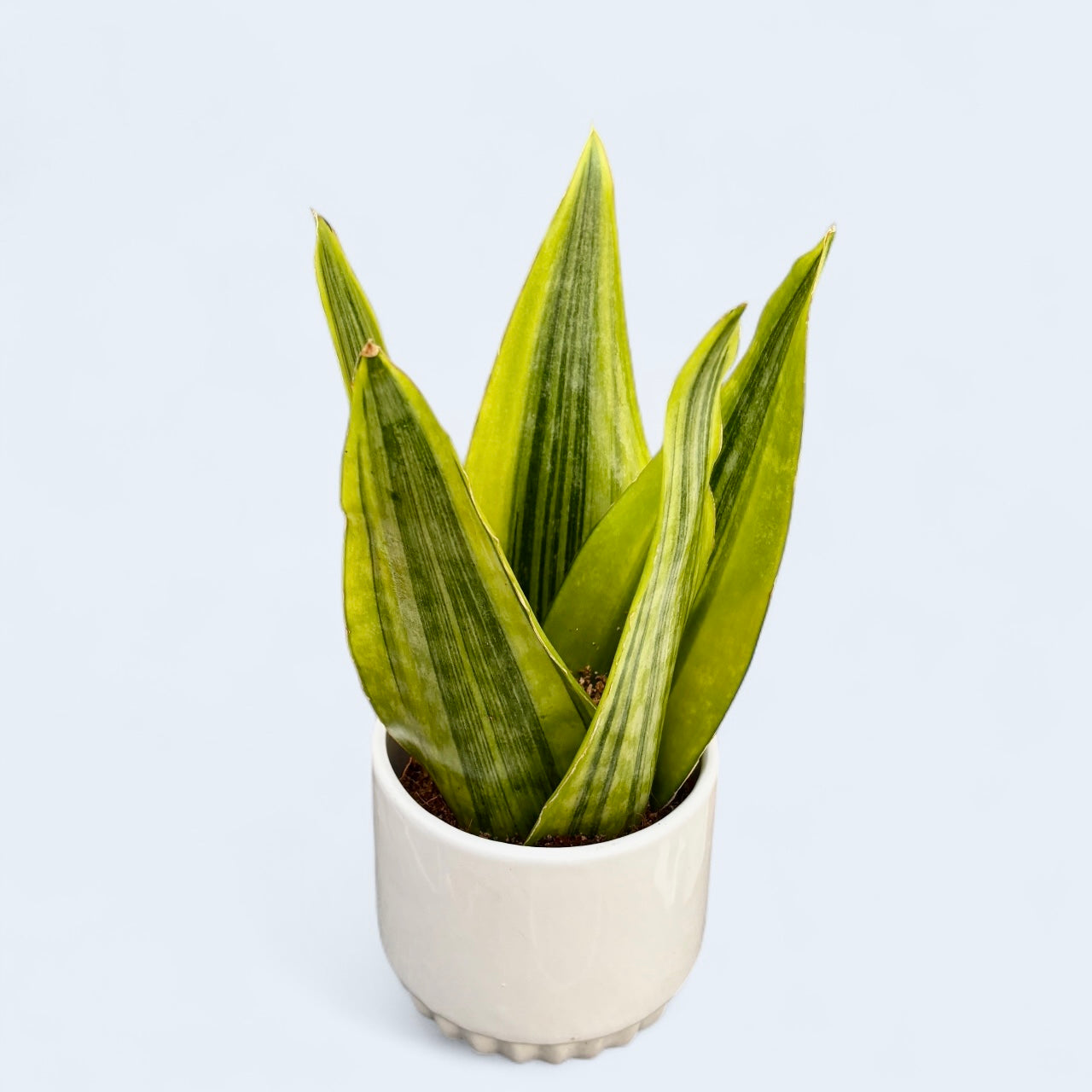 Sansevieria ‘Jamaiquina Queen’ Variegata – eleganta regala cu frunzis variegat pentru orice interior