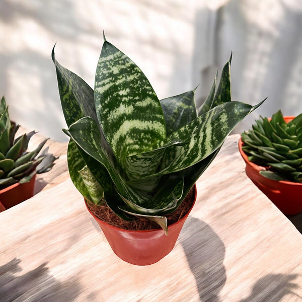 Sansevieria trifasciata 'Green Hahnii'