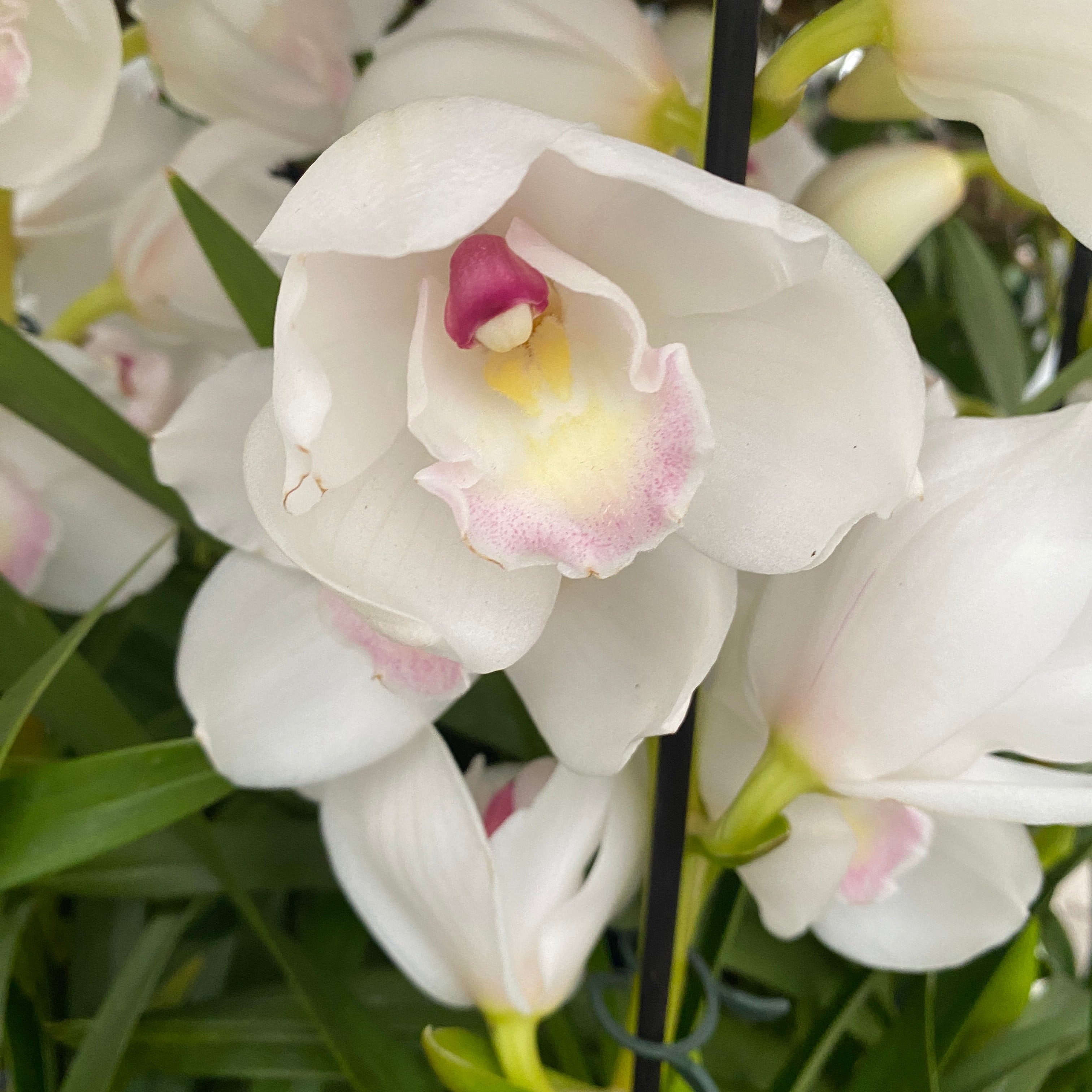 Cymbidium Due Vergini