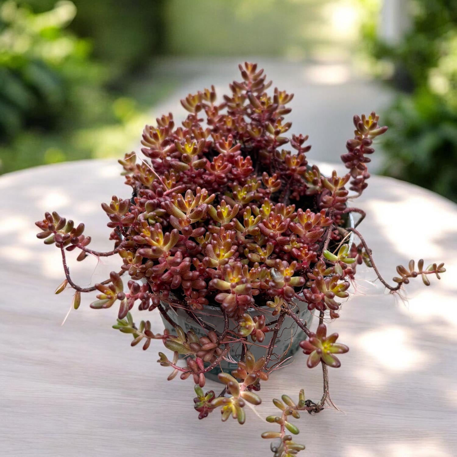 Sedum album 'Coral Carpet' (iarba grasa) – covor coral spectaculos
