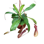 Nepenthes Alata - Eine spektakuläre fleischfressende Pflanze!