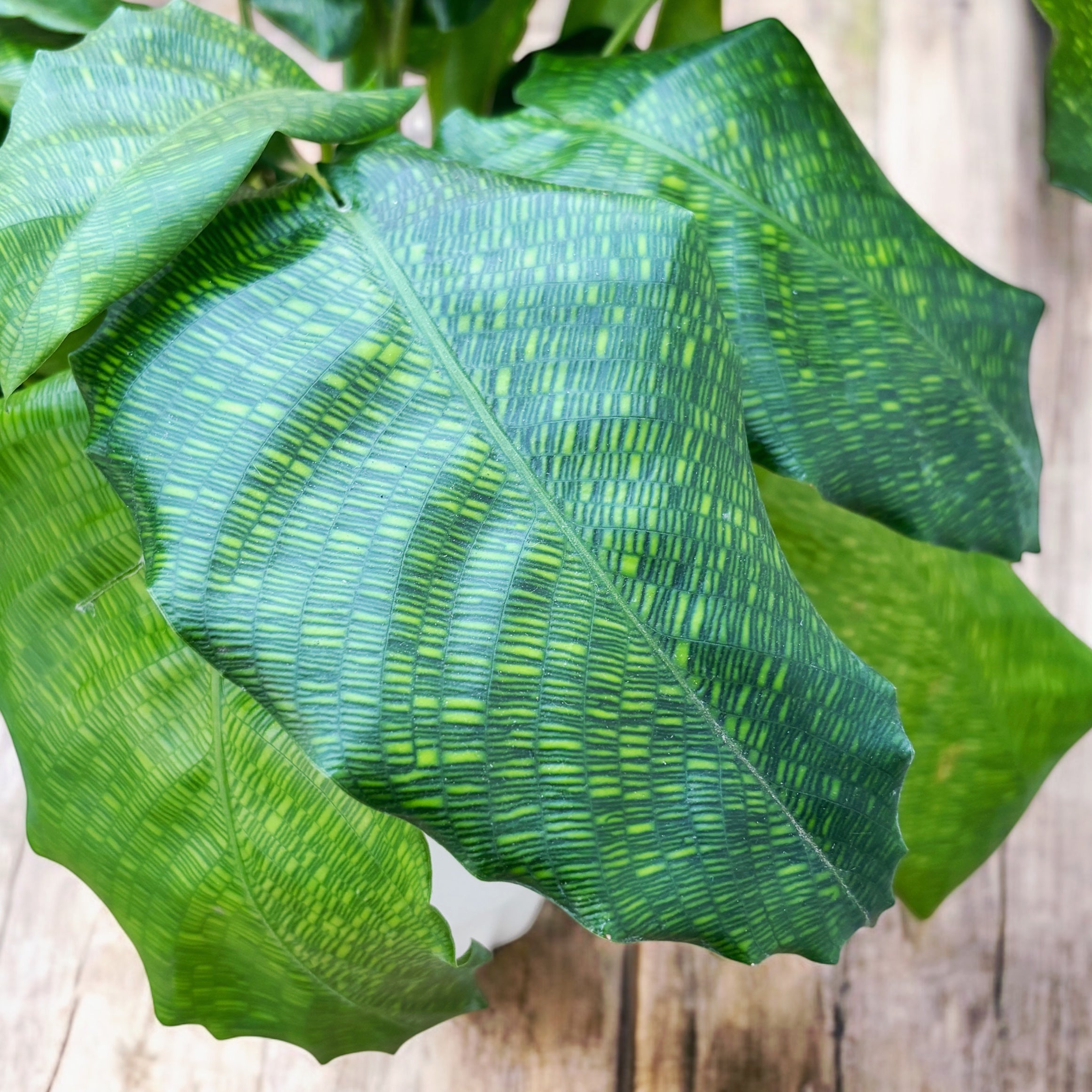 Calathea ‘Network’ – Planta de interior cu frunze verzi decorative si model geometric unic