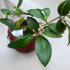 Hoya myrmecopa 'Big leaves' fragrant - developed specimens