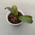 Phalaenopsis stuartiana