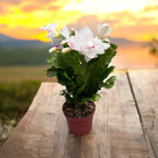 Schlumbergera 'White Brazil' (Flor de Navidad blanca) 2pp
