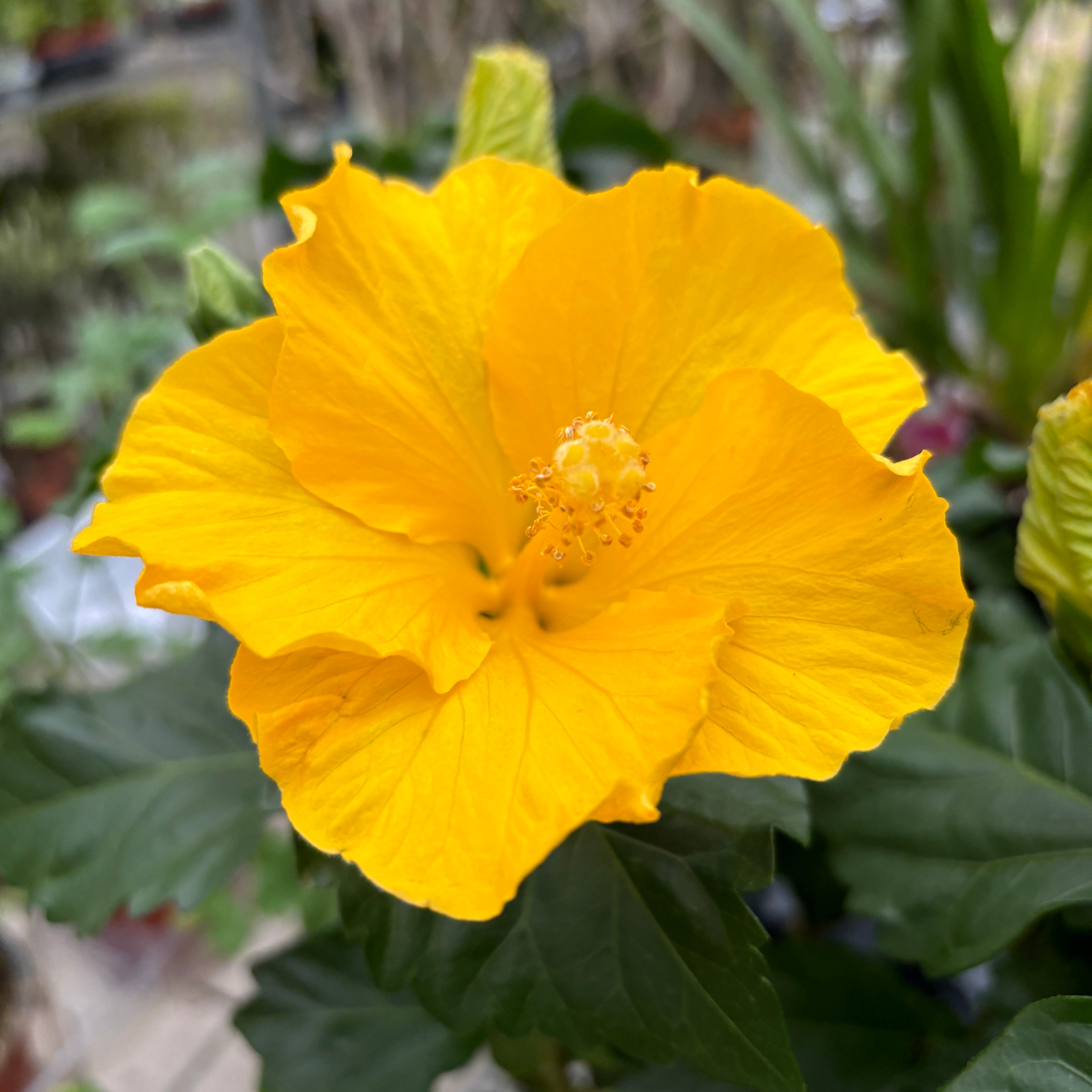 Hibiscus rosa-sinensis Starlet - egy tökéletes sárga!