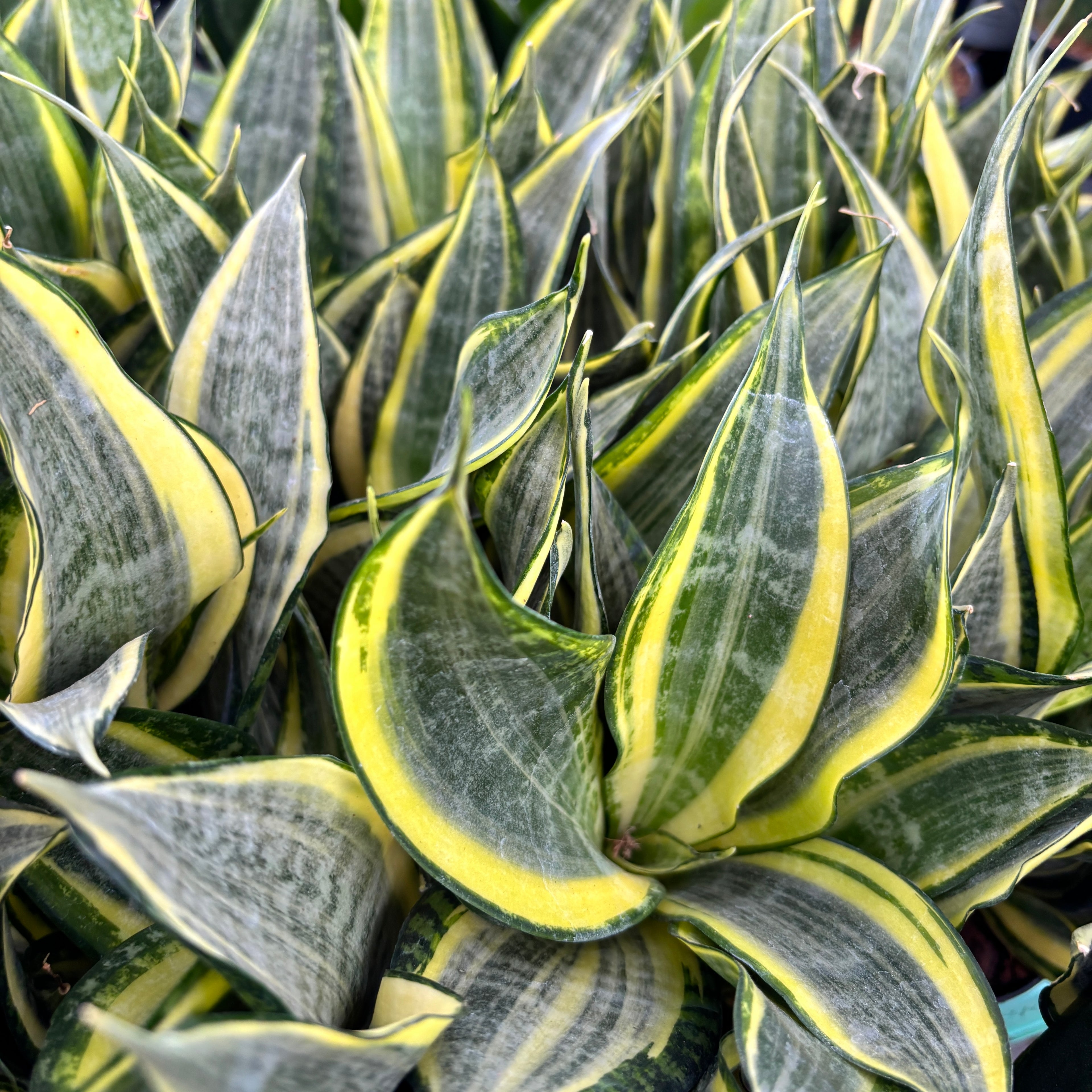 Sansevieria 'Hi Color' - planta sabie cu variegatie spectaculoasa