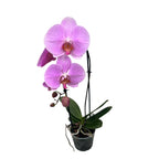 Phalaenopsis Pink Naomi (fiori XL)