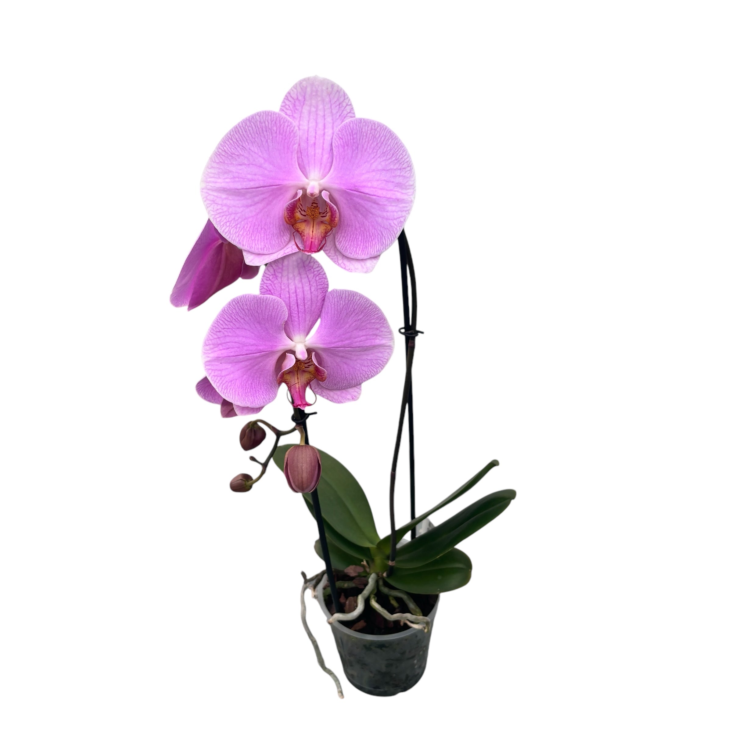 Phalaenopsis Pink Naomi (fiori XL)