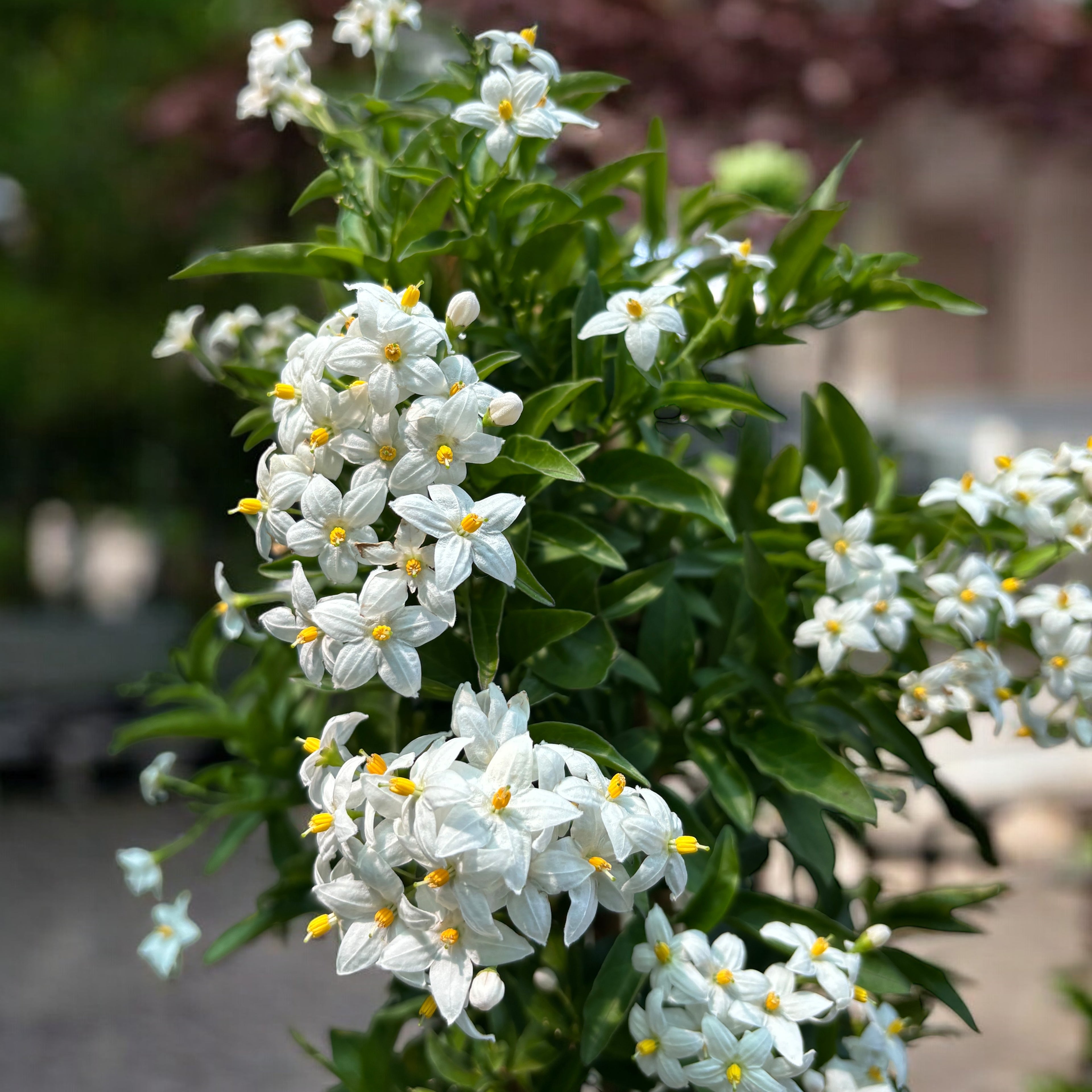 Solanum jasminoides (popínavá jasmín) - exempláře XL
