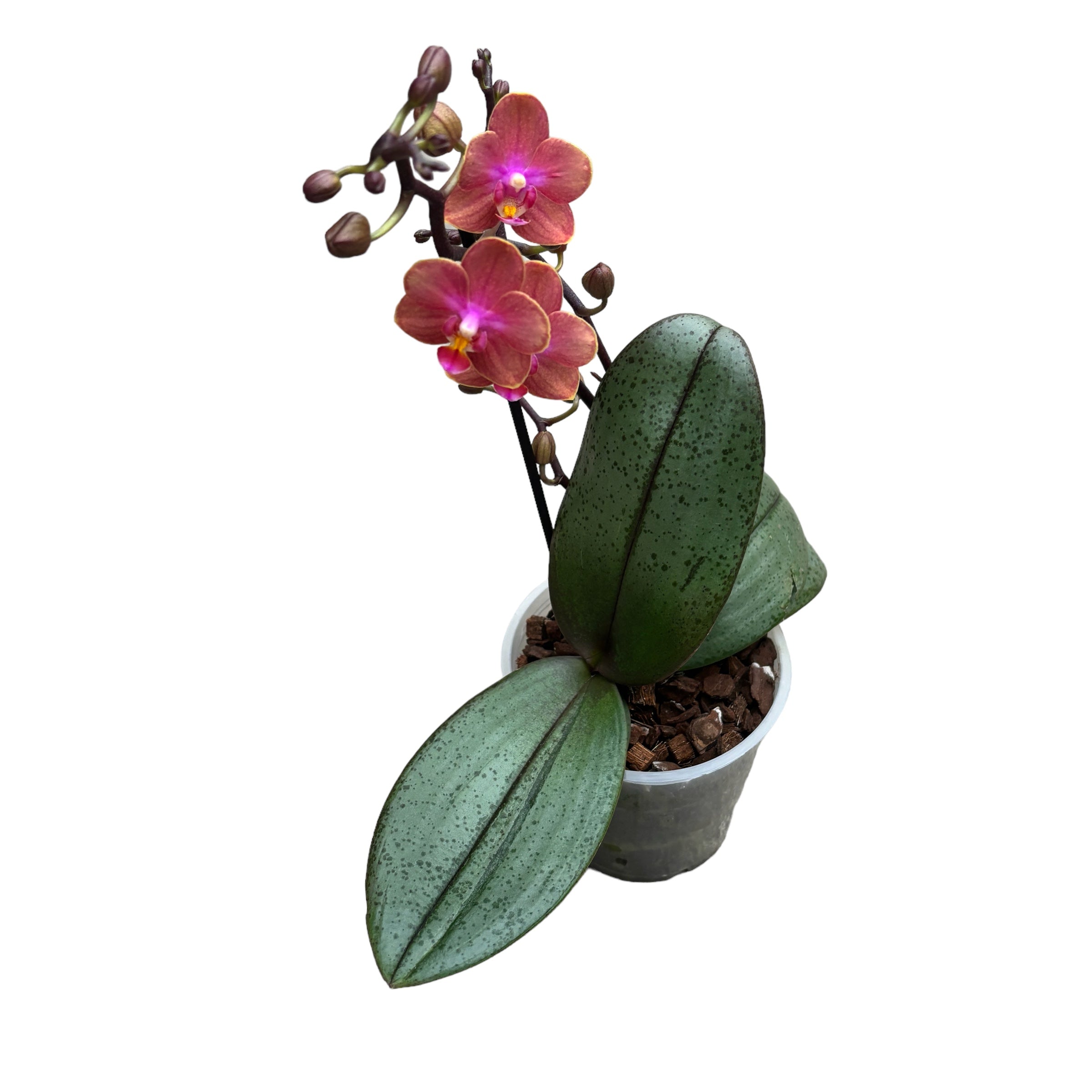 Phalaenopsis Dusty Belle D12 parfumée