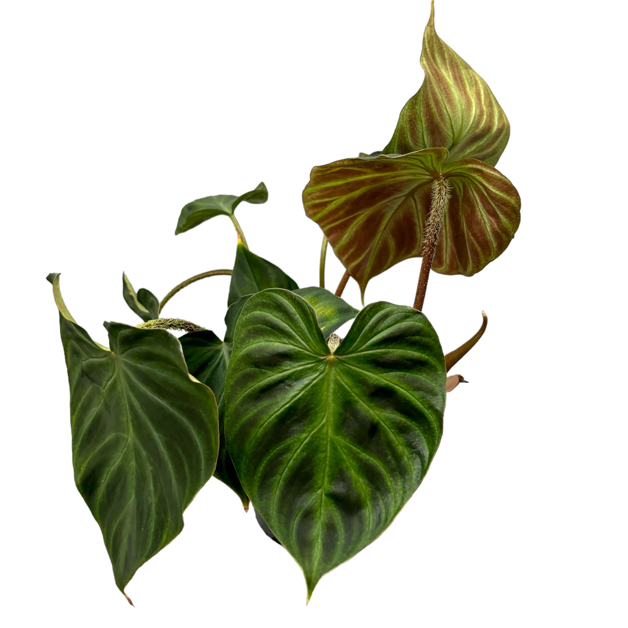 Philodendron verrucosum 'Incensi'