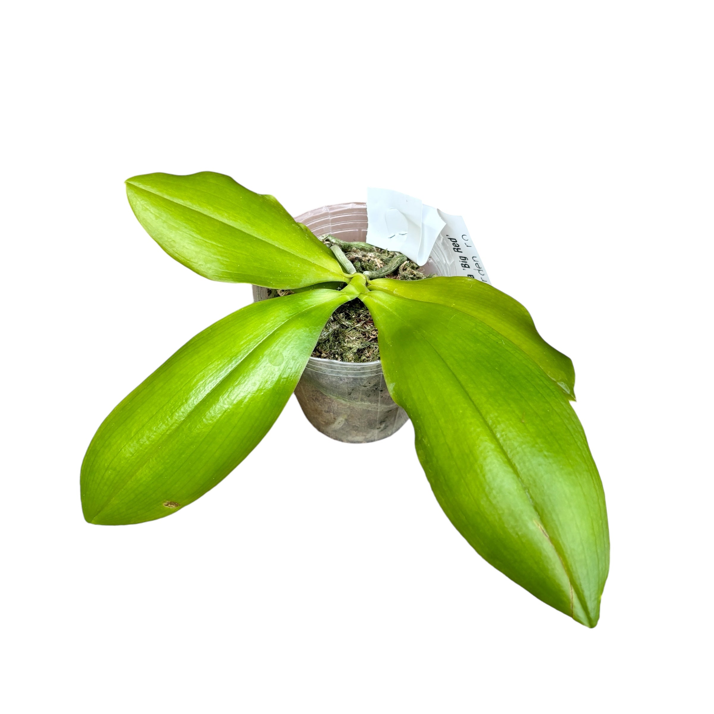 Phalaenopsis speciosa 'Big Red' - parfumat