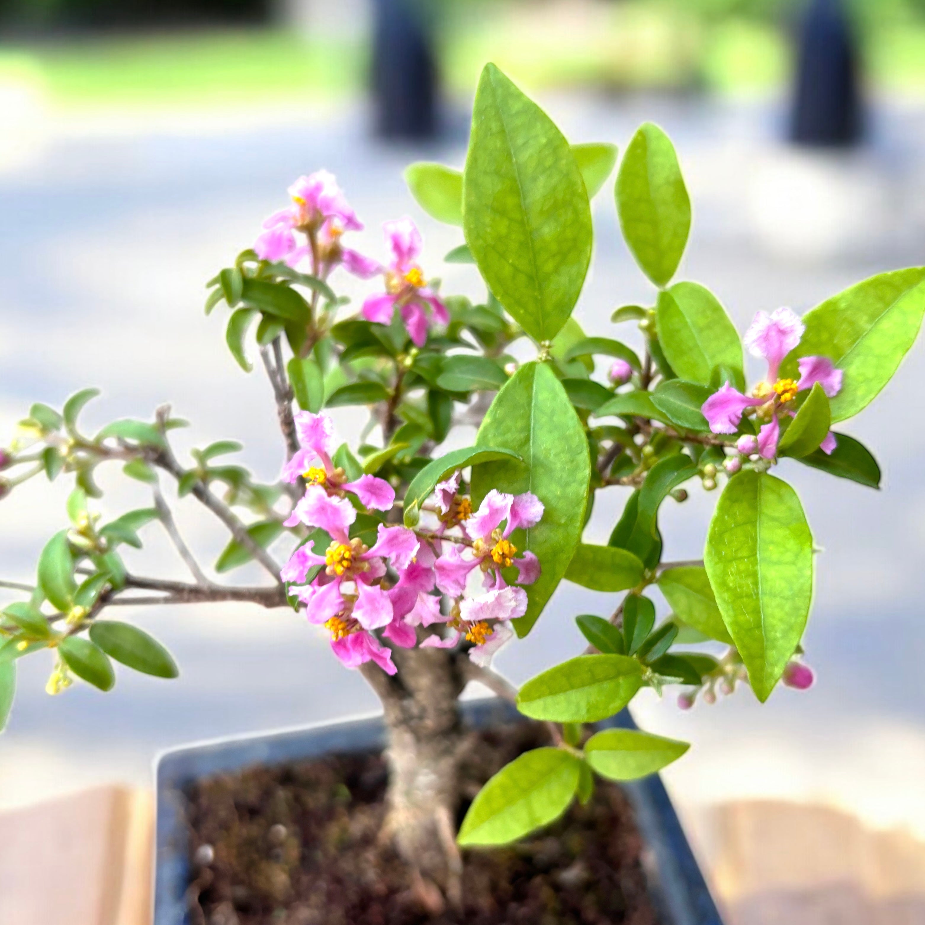 Bonsai Malpighia – bonsai tropical cu frunzis lucios si fructe decorative