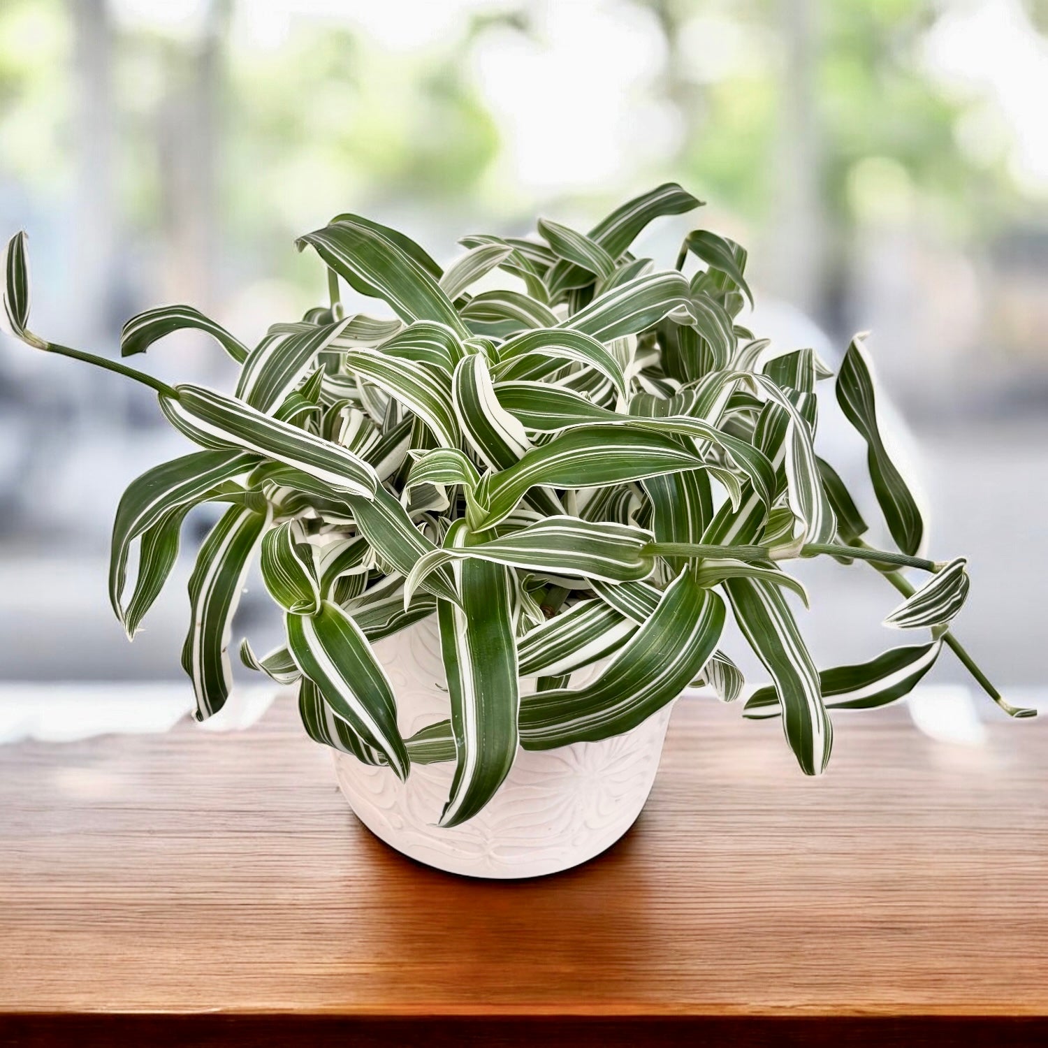 Murdannia loriformis ‘Alba Aquilone’ - eleganta delicata pentru spatii mici si luminoase