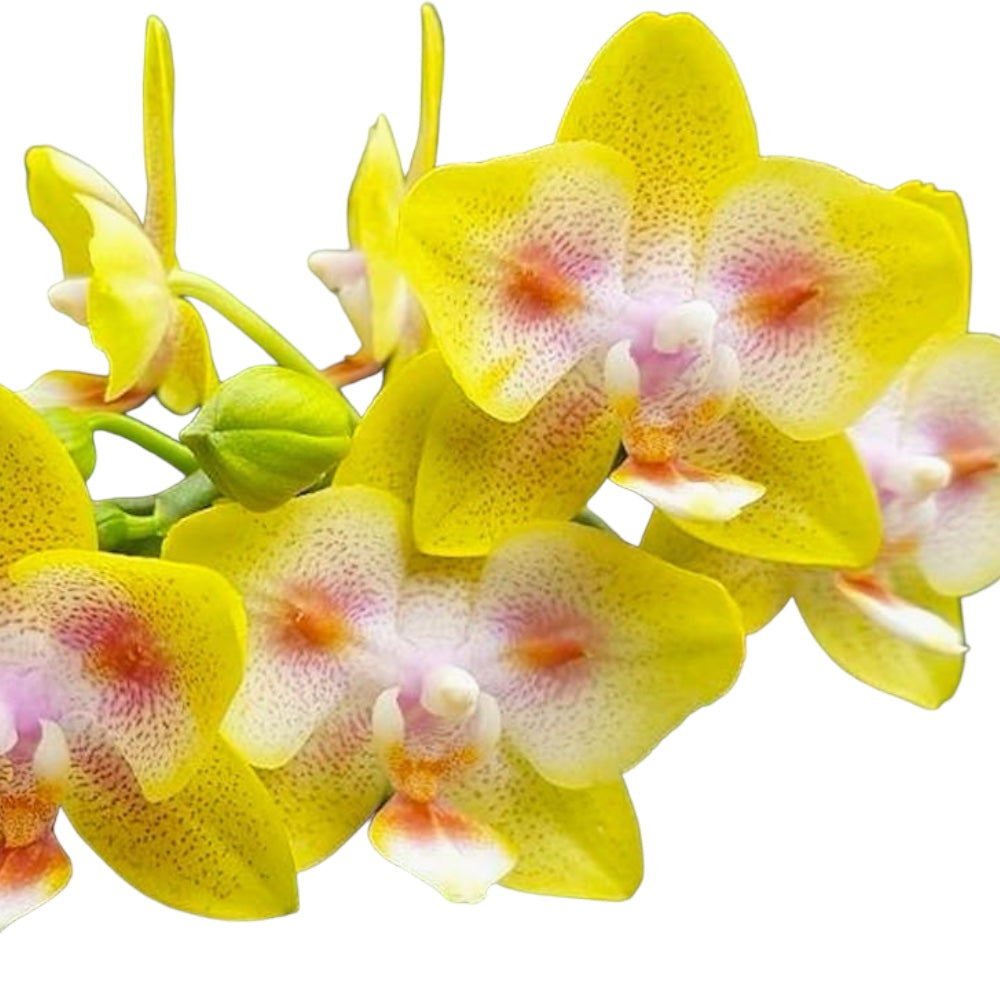 Phalaenopsis Yaphon Green Batman '417' (peloric)