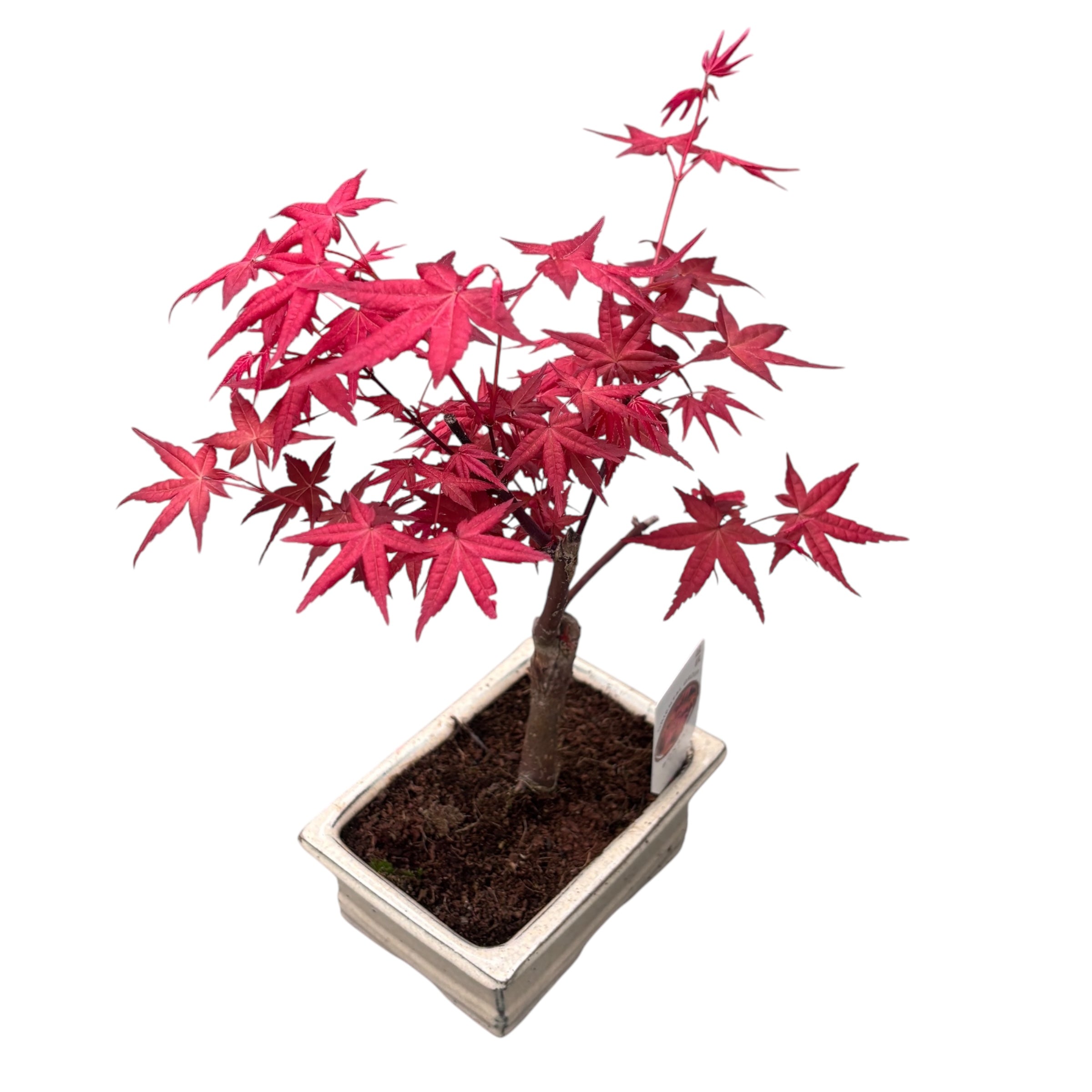 Bonsaj javor – Secret Garden Plant Shop