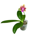 Phalaenopsis Miki Golden Sand '1363' - profumata