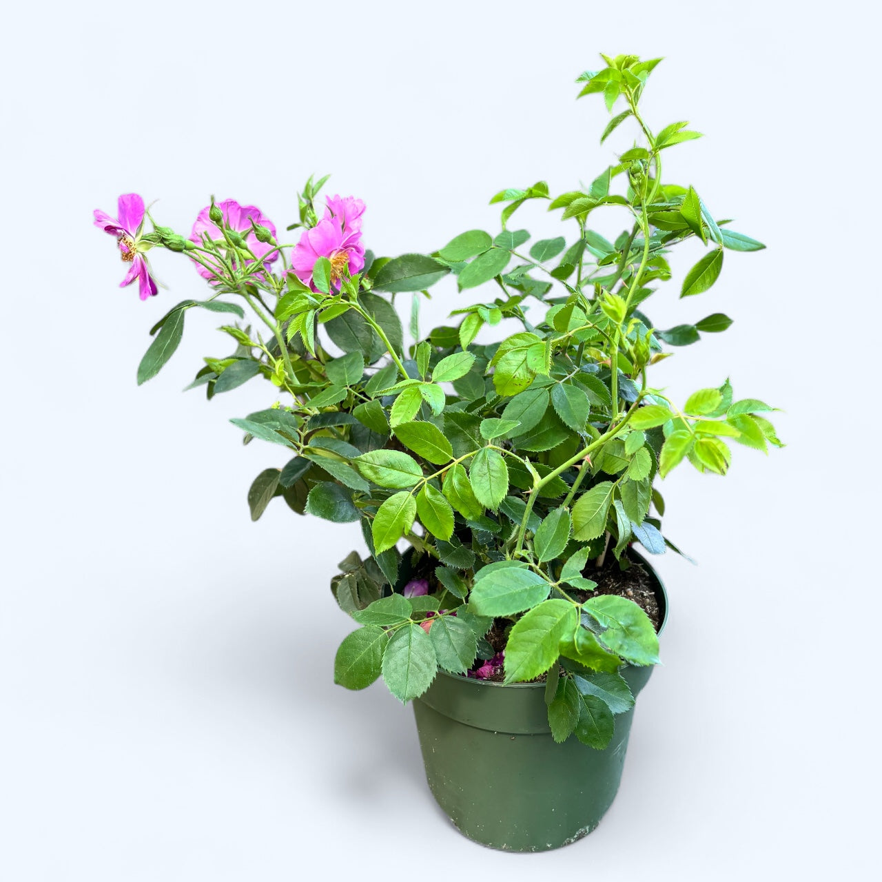 Rosa 'Totally Spice' - trandafir floribunda, parfumat cu inflorire abundenta