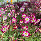 Saxifraga X Arendsii Marto™ Red Picotee