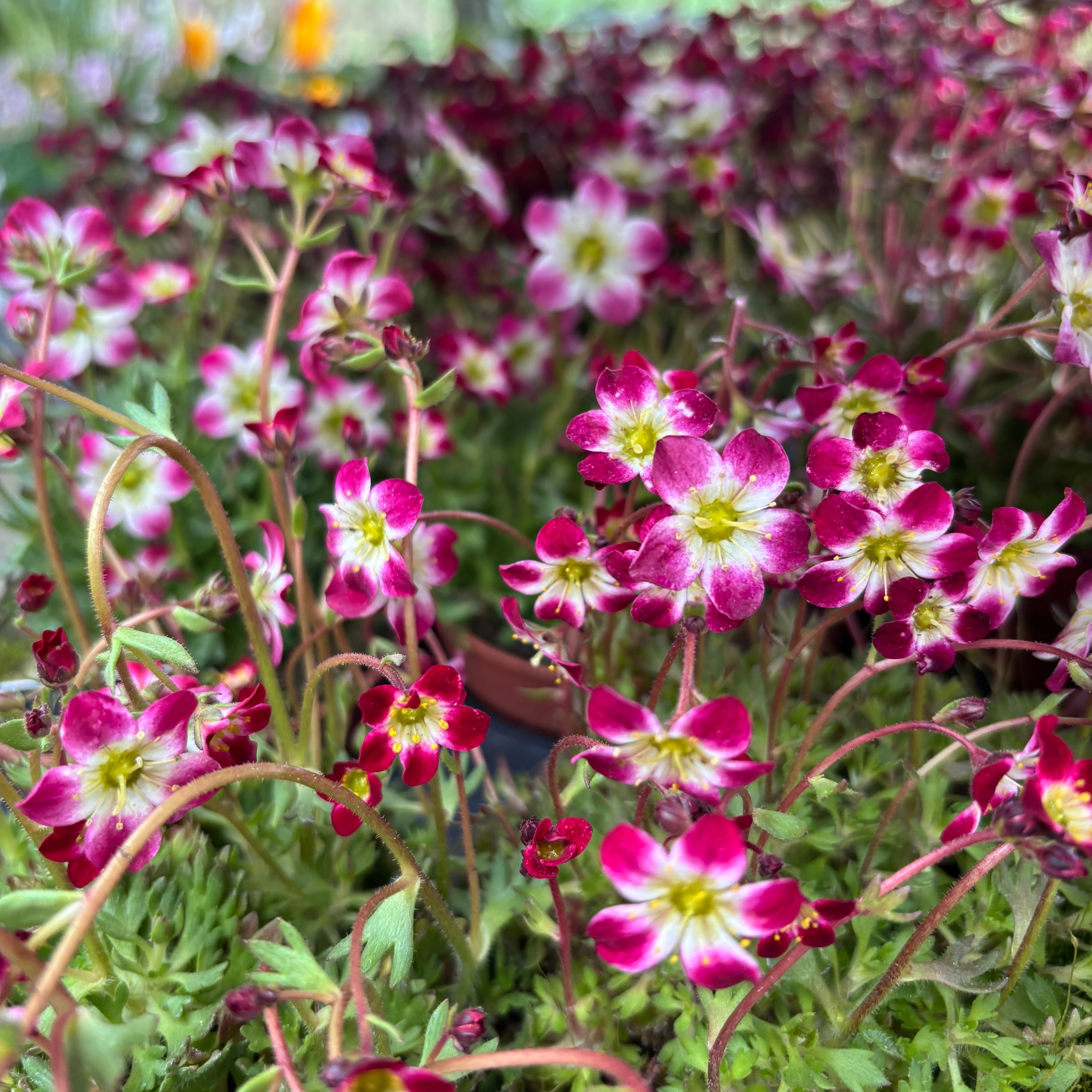 Saxifraga X Arendsii Marto™ Red Picotee