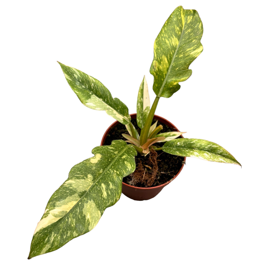 Philodendron 'Ring of Fire' D12