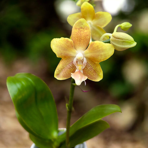 Phalaenopsis KS Fragrance (silberne Blätter) duftend