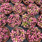 Anacampseros rufescens Labios Rosados D6