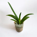 Phalaenopsis Summer Rose 'Blue Star' - vonná