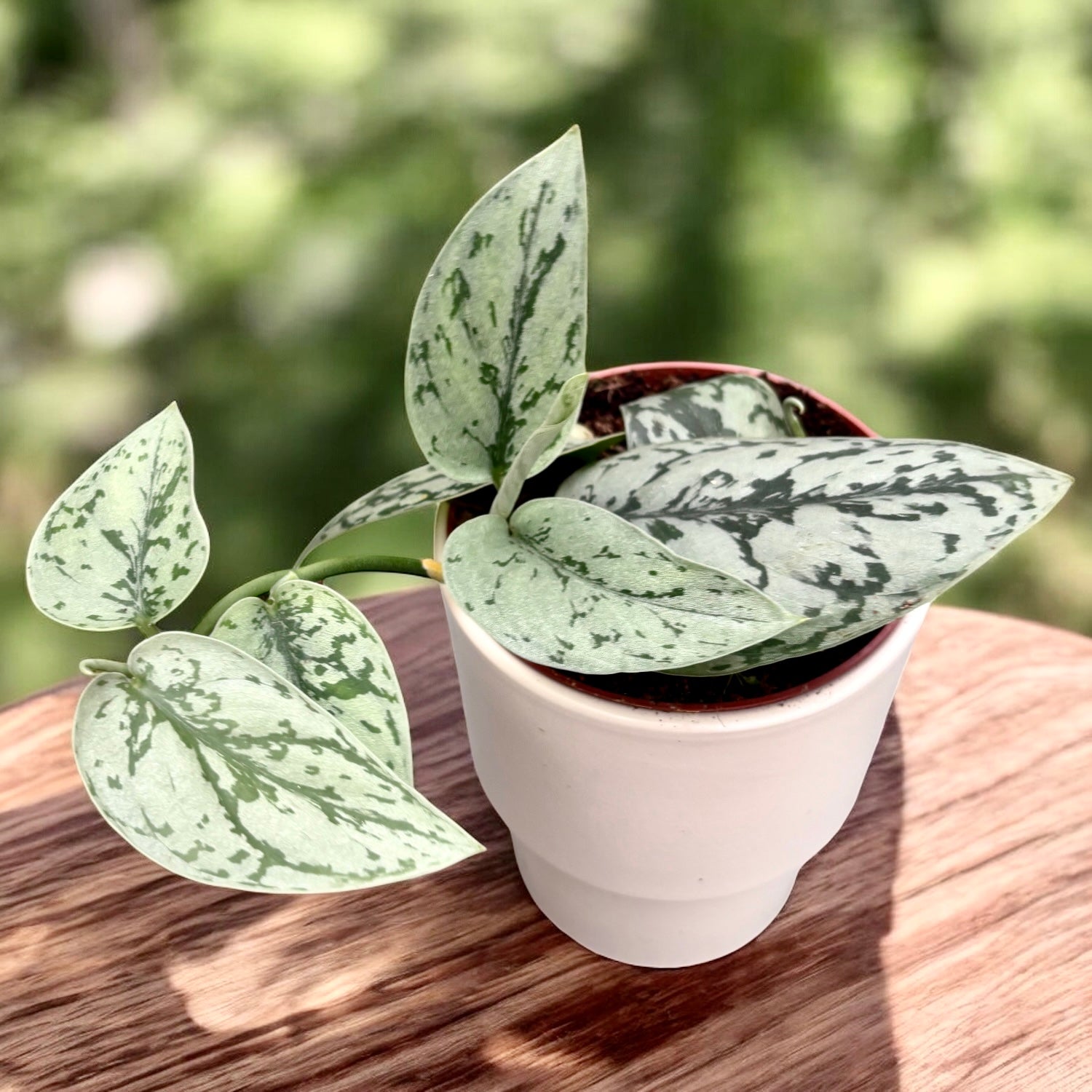 Scindapsus ‘Silver Lady’ – eleganta tropicala cu frunzis argintiu-pictat