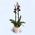 Phalaenopsis Miki Brownie