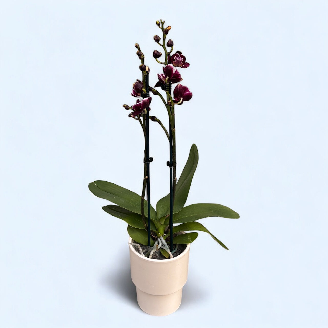 Phalaenopsis Miki Brownie